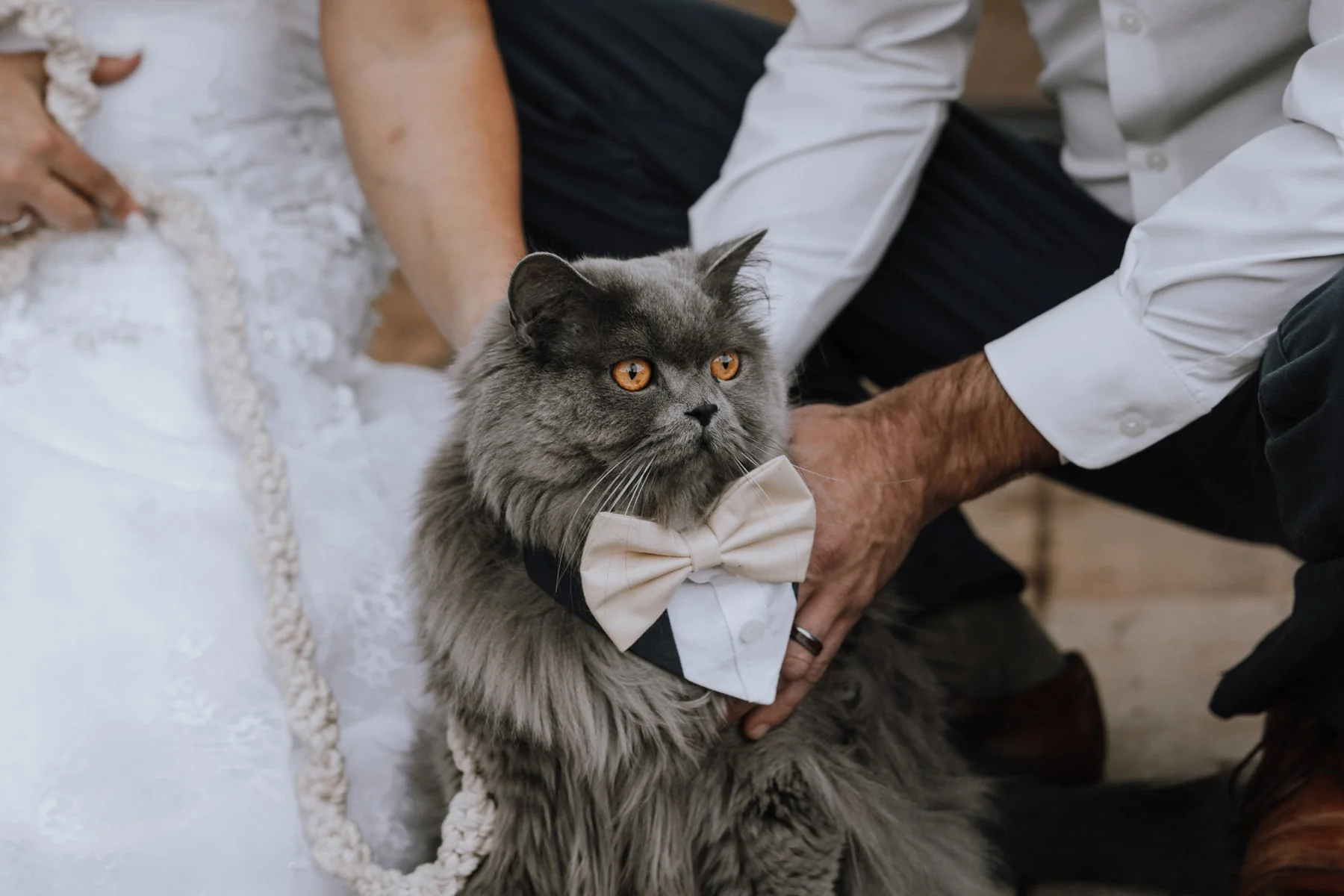 Customizable Tuxedo Pet Bandanas - Image 7