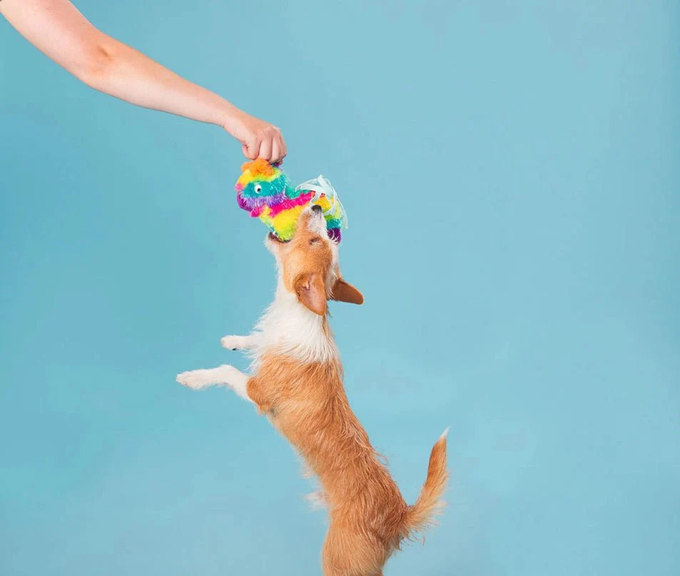 Full O' Fluff Pinata - Image 7
