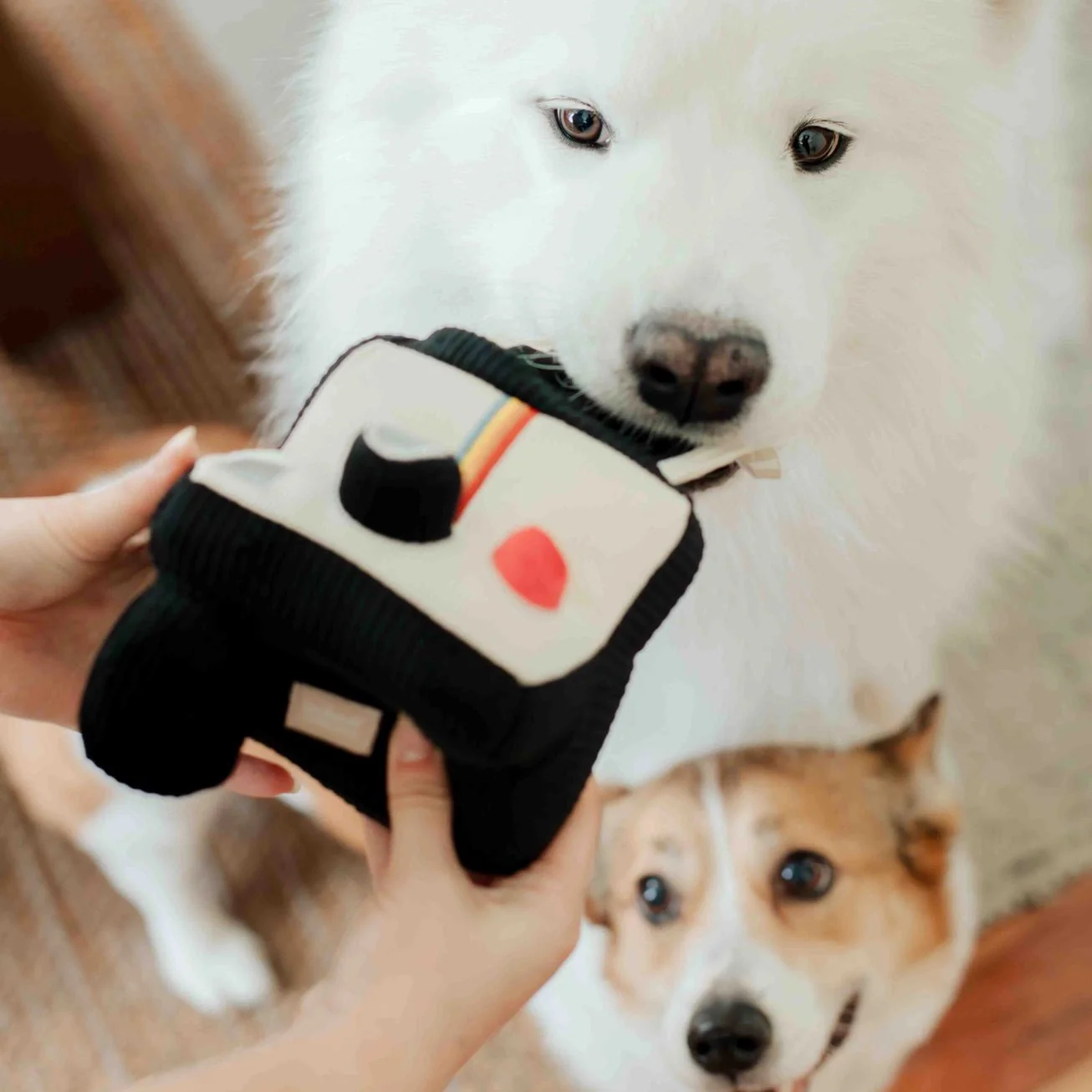 Instant Camera Enrichment Toy - Image 6