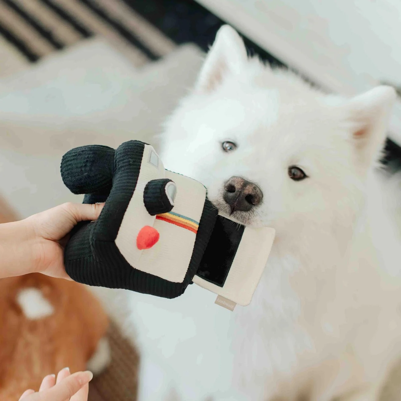Instant Camera Enrichment Toy - Image 7