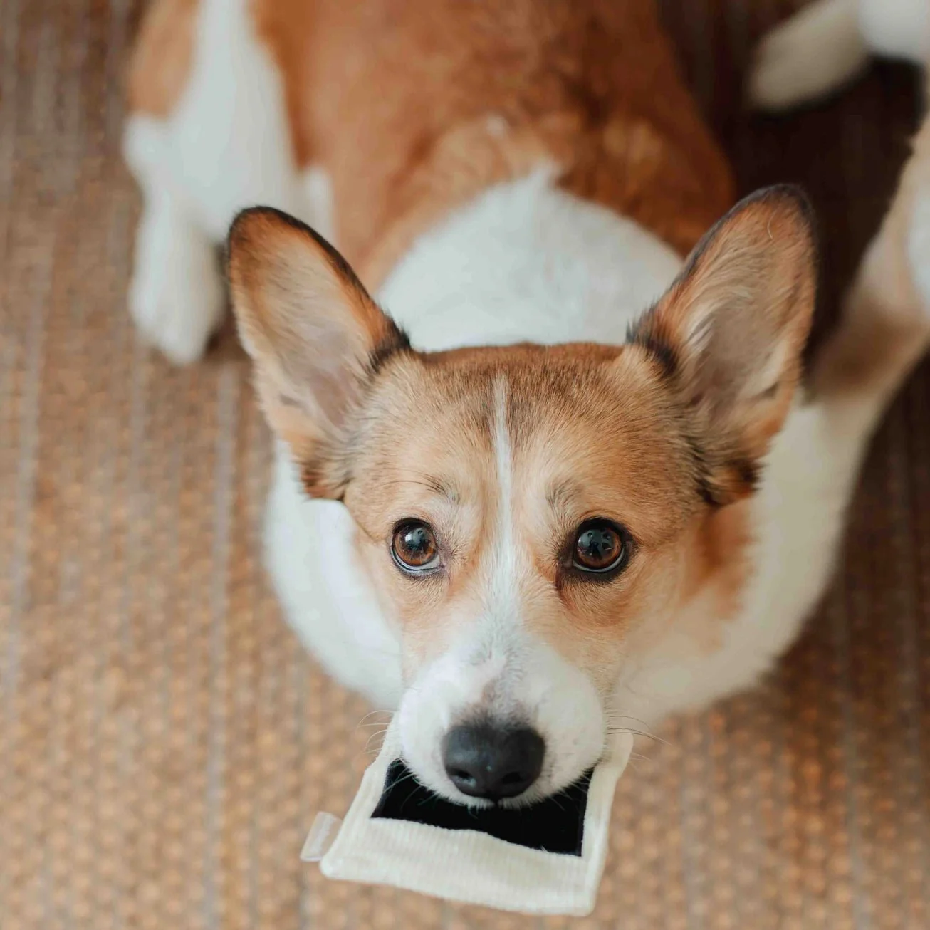 Instant Camera Enrichment Toy - Image 8