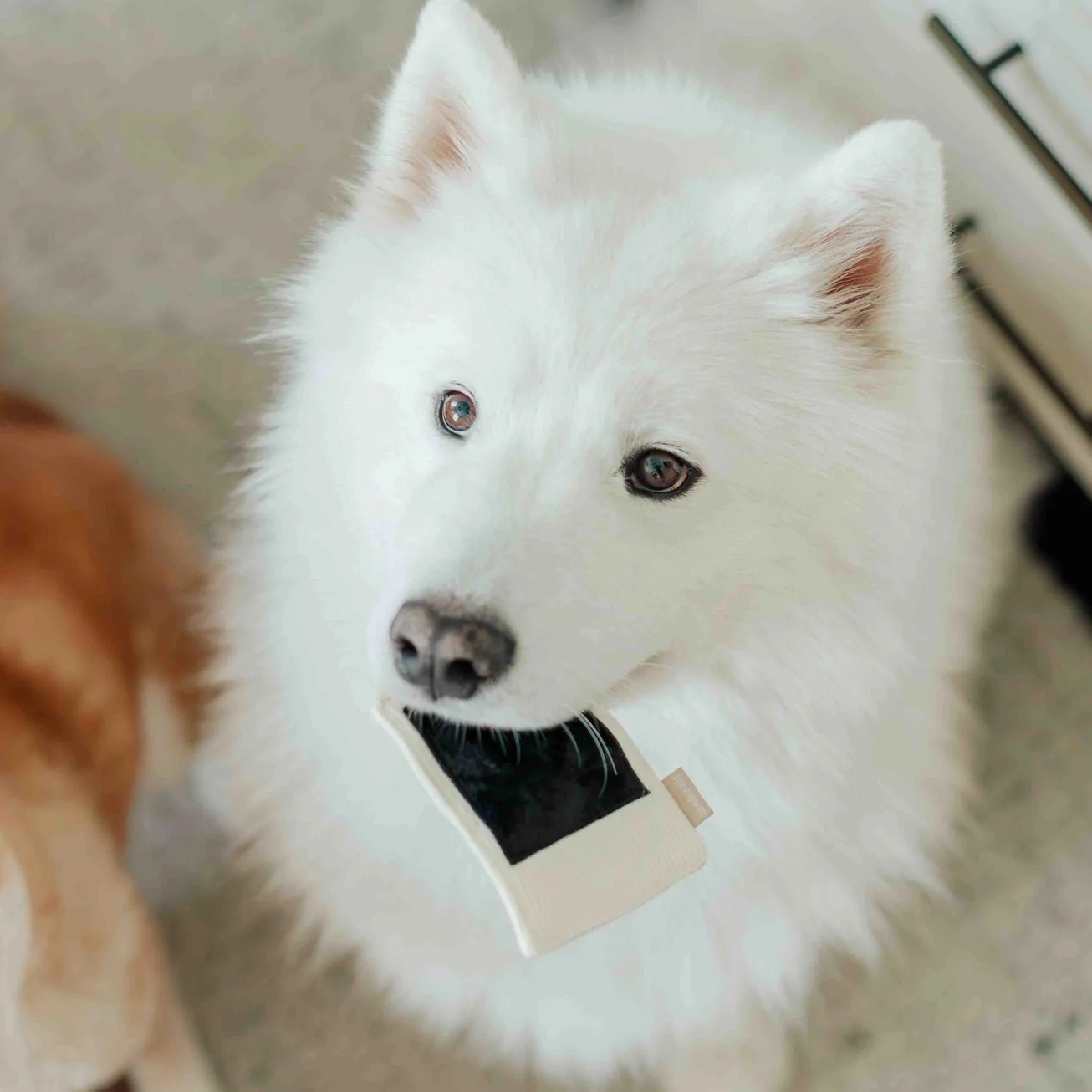 Instant Camera Enrichment Toy - Image 9
