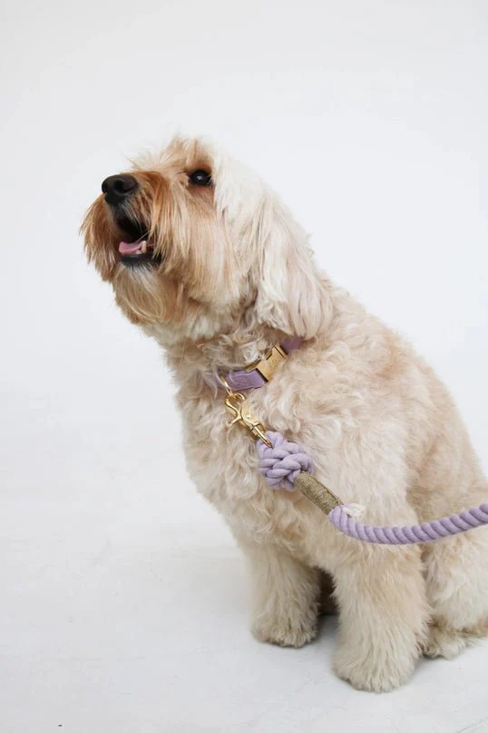 Lavender Collar - Image 2