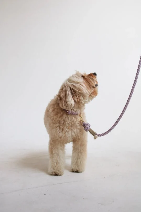 Lavender Collar - Image 3