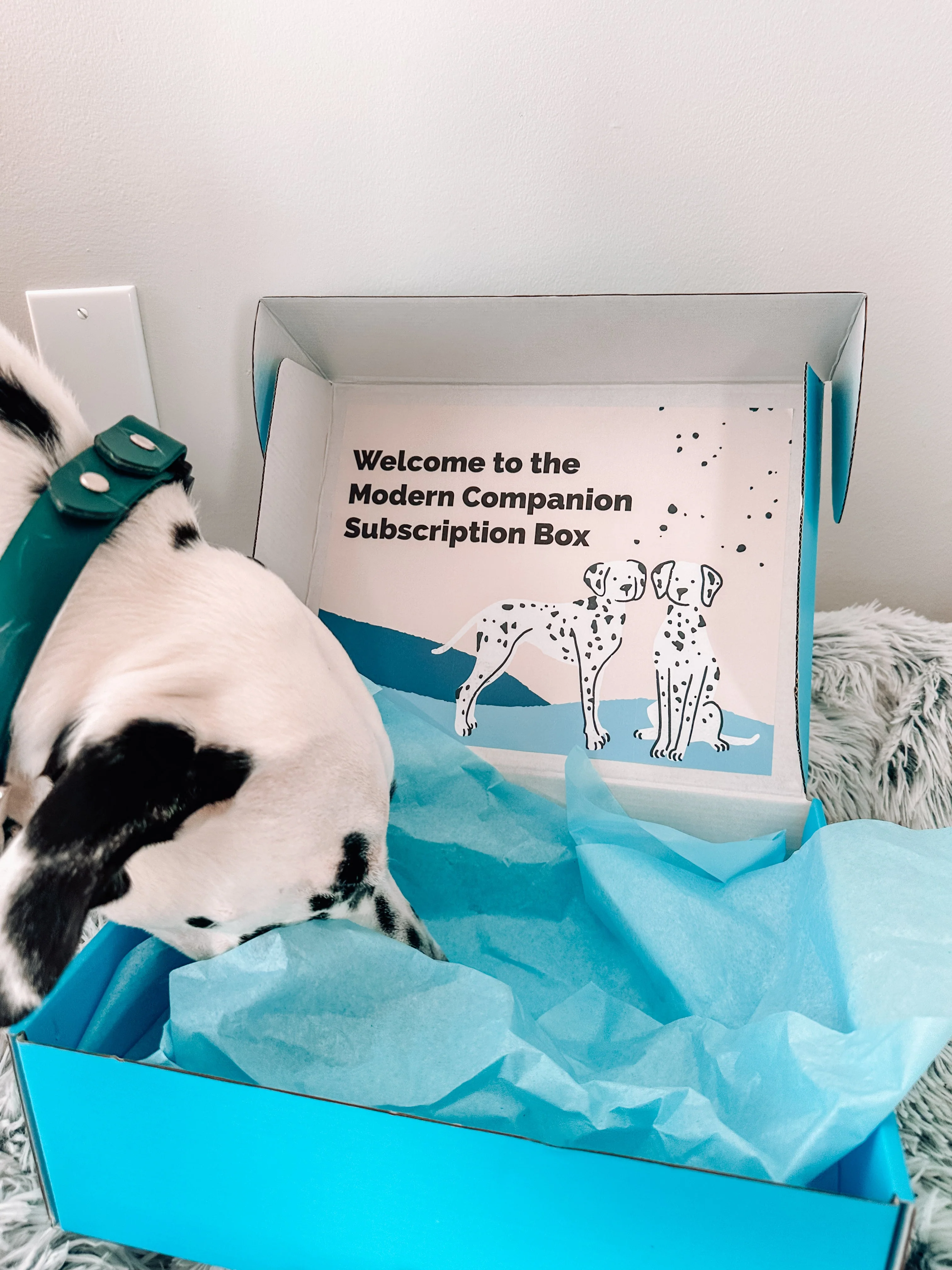 Modern Companion's Subscription Box - Image 3