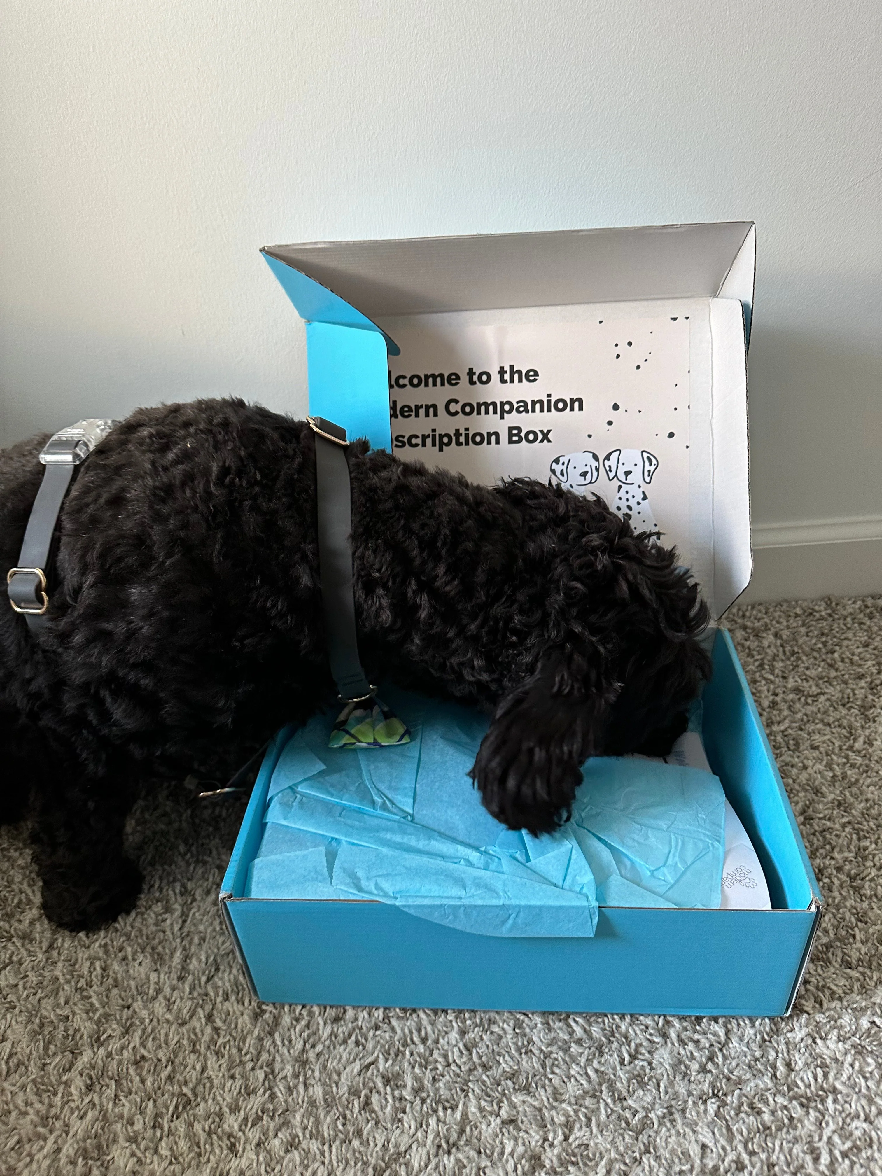 Modern Companion's Subscription Box - Image 5