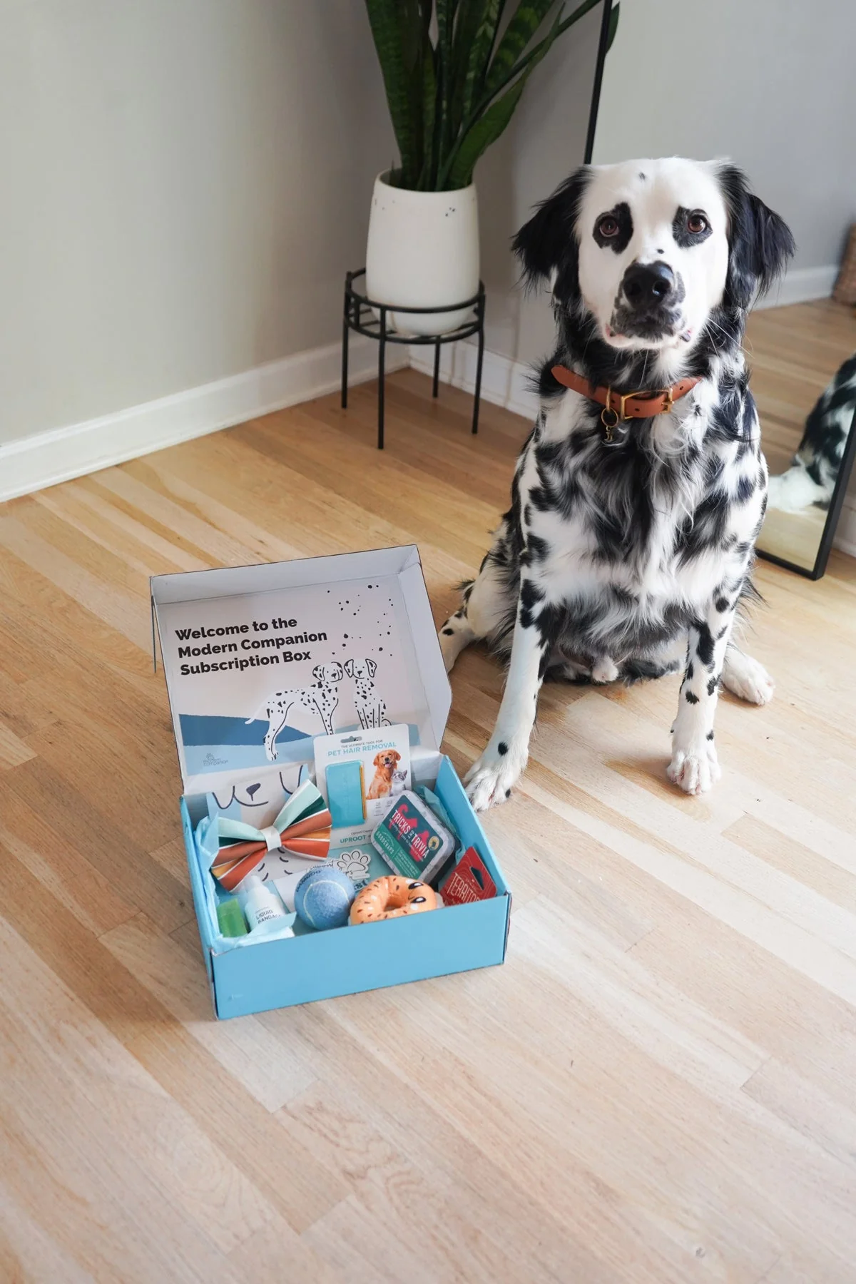 Modern Companion's Subscription Box - Image 6