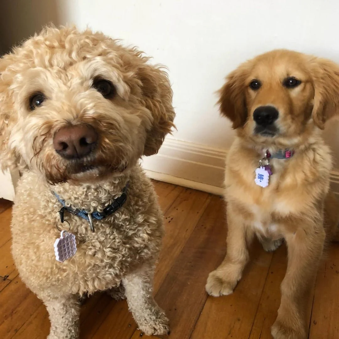 Natural Calming & Anti-Anxiety Pet Stickers - Image 2