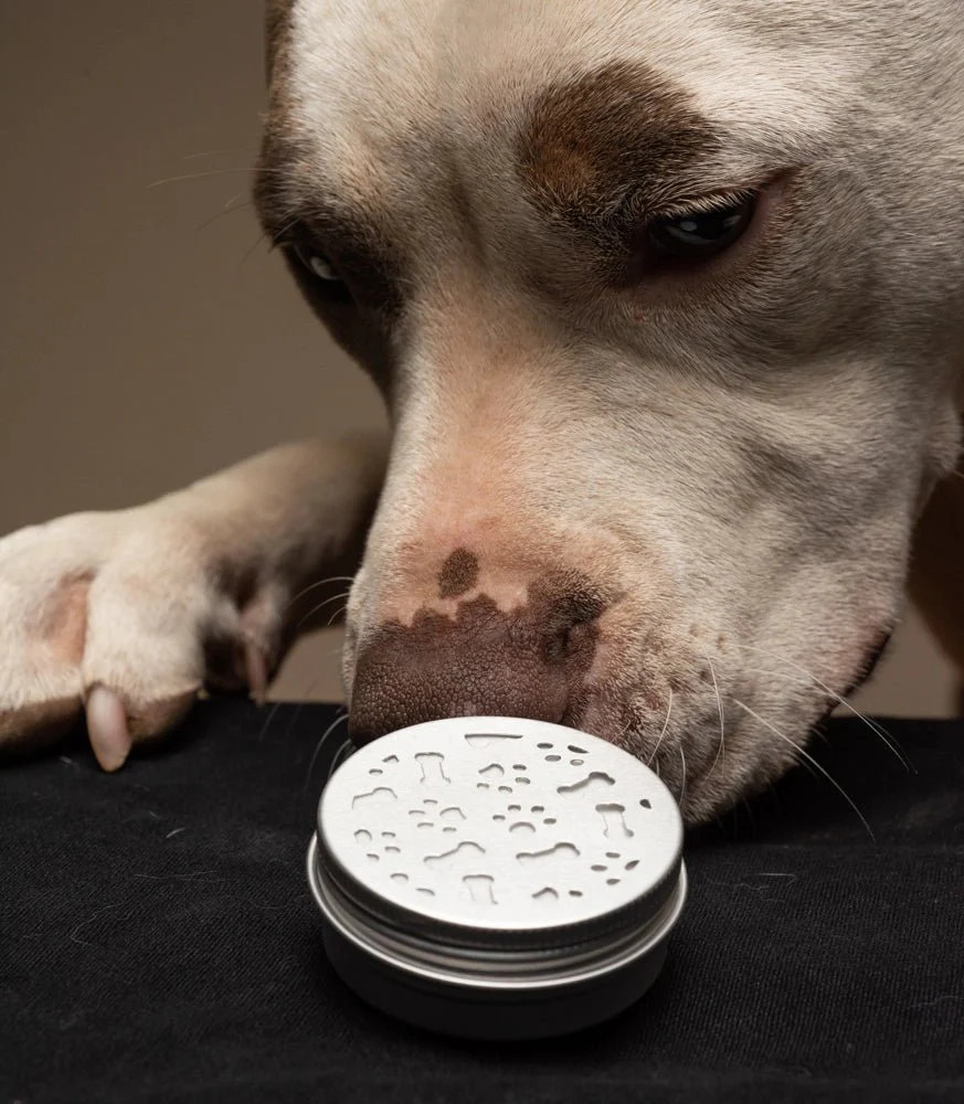 Beginners Pet Scent Work Kit - Image 5