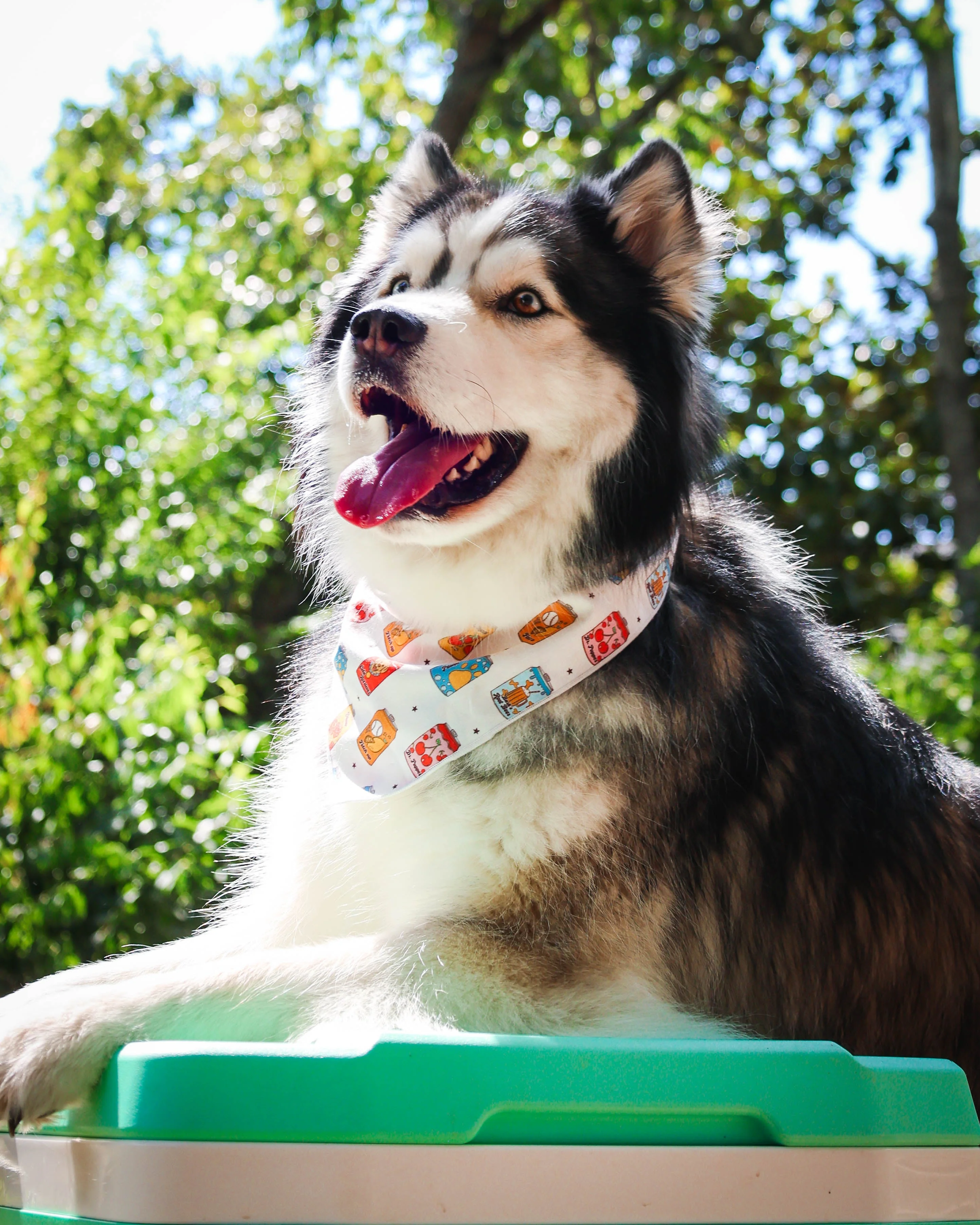 Pup Pop Pet Bandana - Image 2
