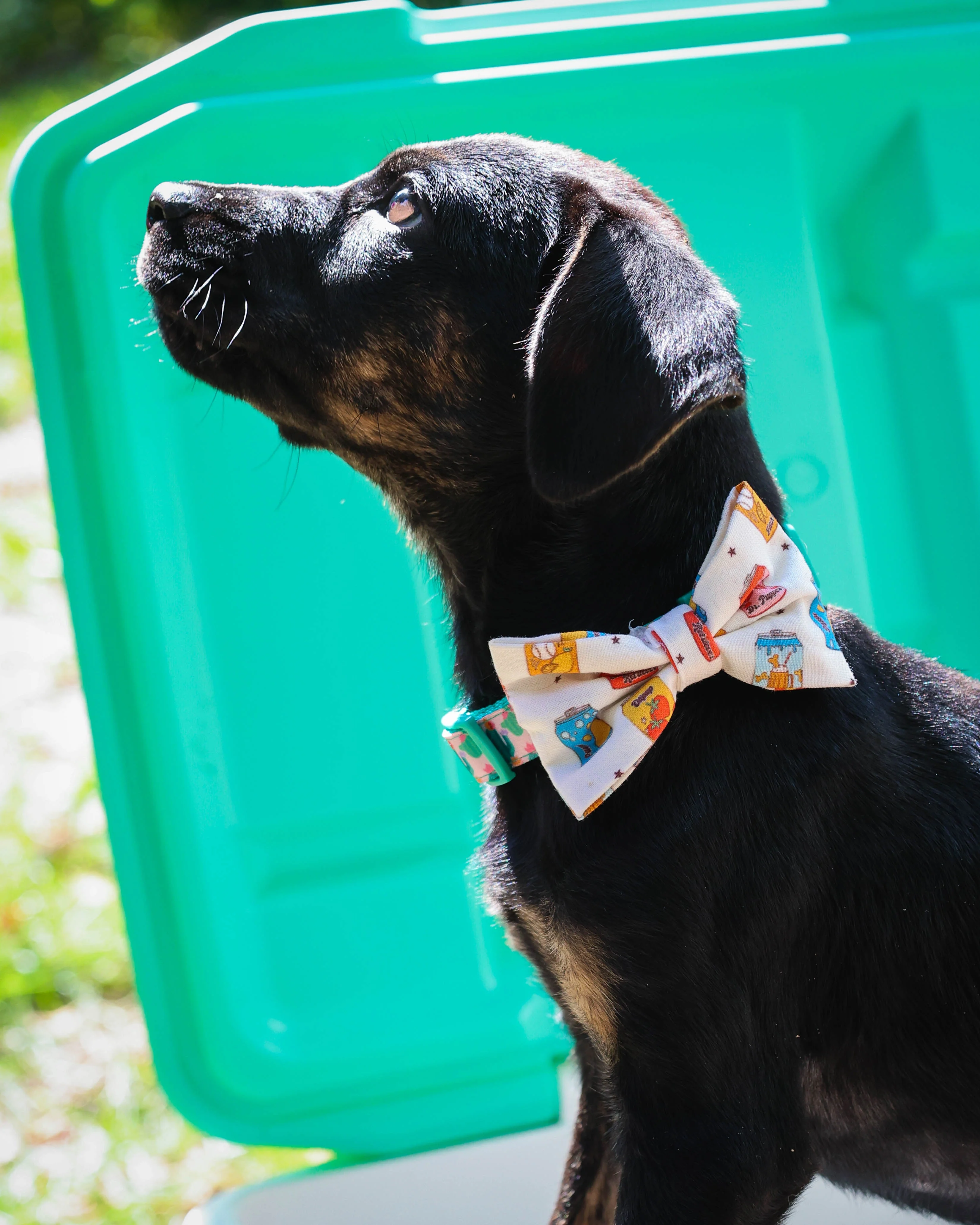 Pup Pop Pet Bowtie - Image 3