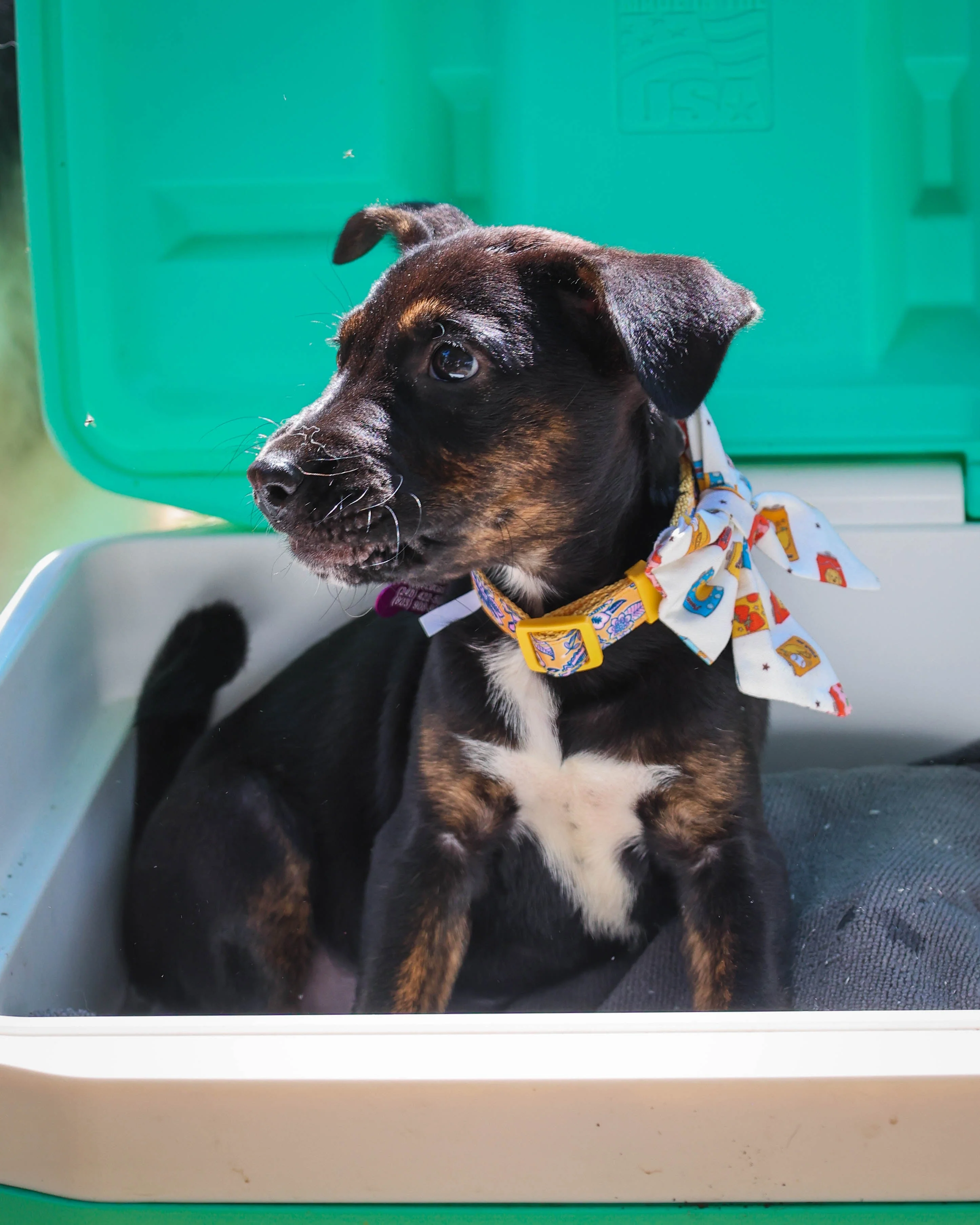 Pup Pop Pet Sailor Bow - Image 4