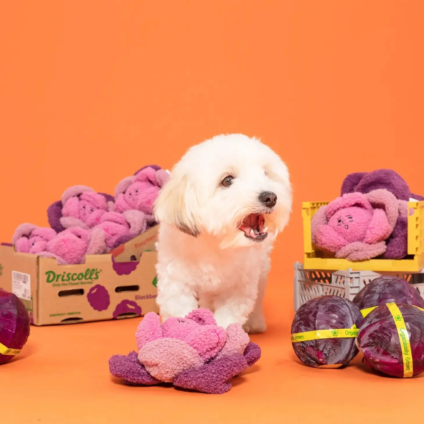 Red Cabbage Nosework Toy - Image 4