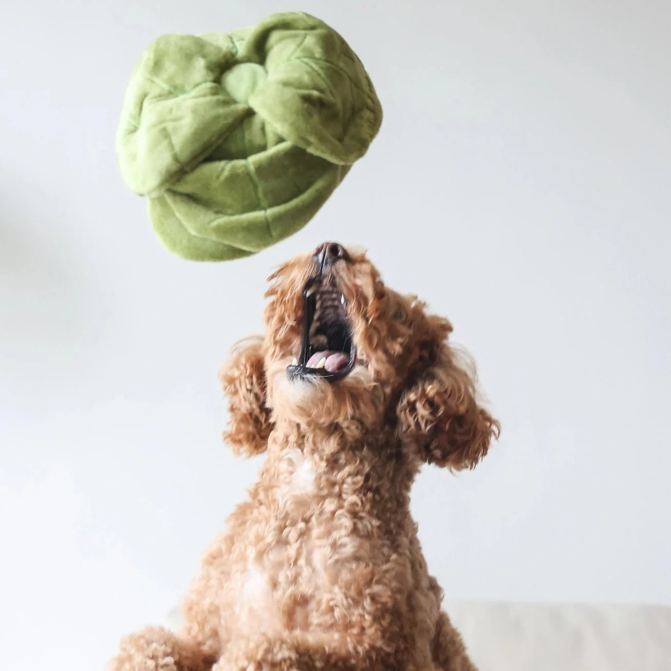 Snuffle Cabbage Nosework Toy - Image 8
