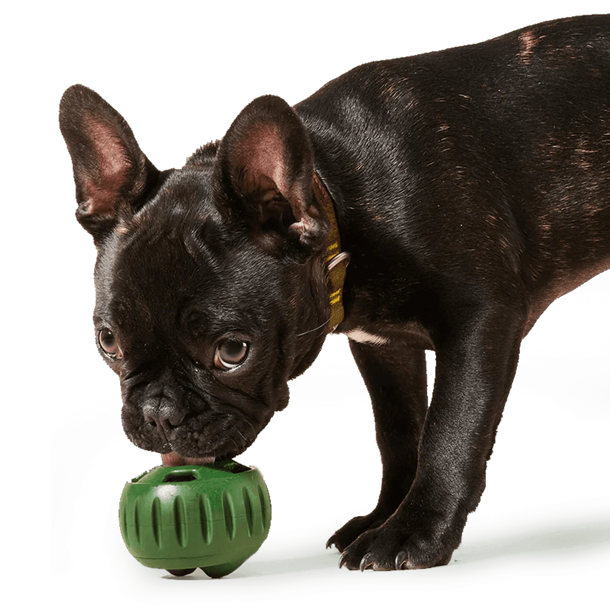 The Pupsicle For Power Chewers - Image 8