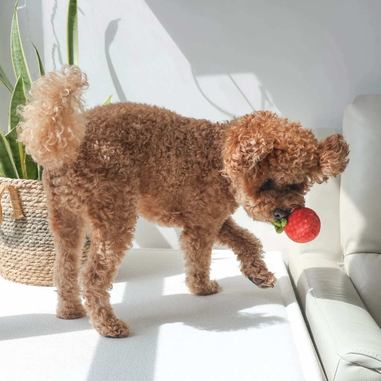Tomato Soup Nosework Toy - Image 3