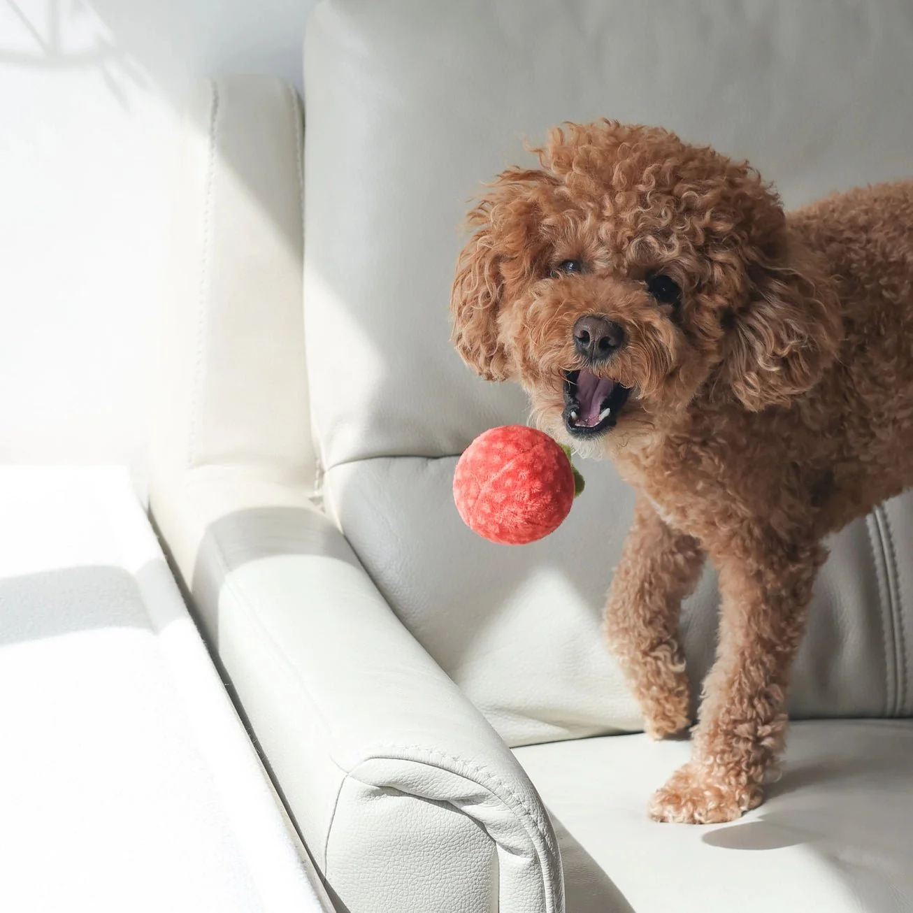 Tomato Soup Nosework Toy - Image 5