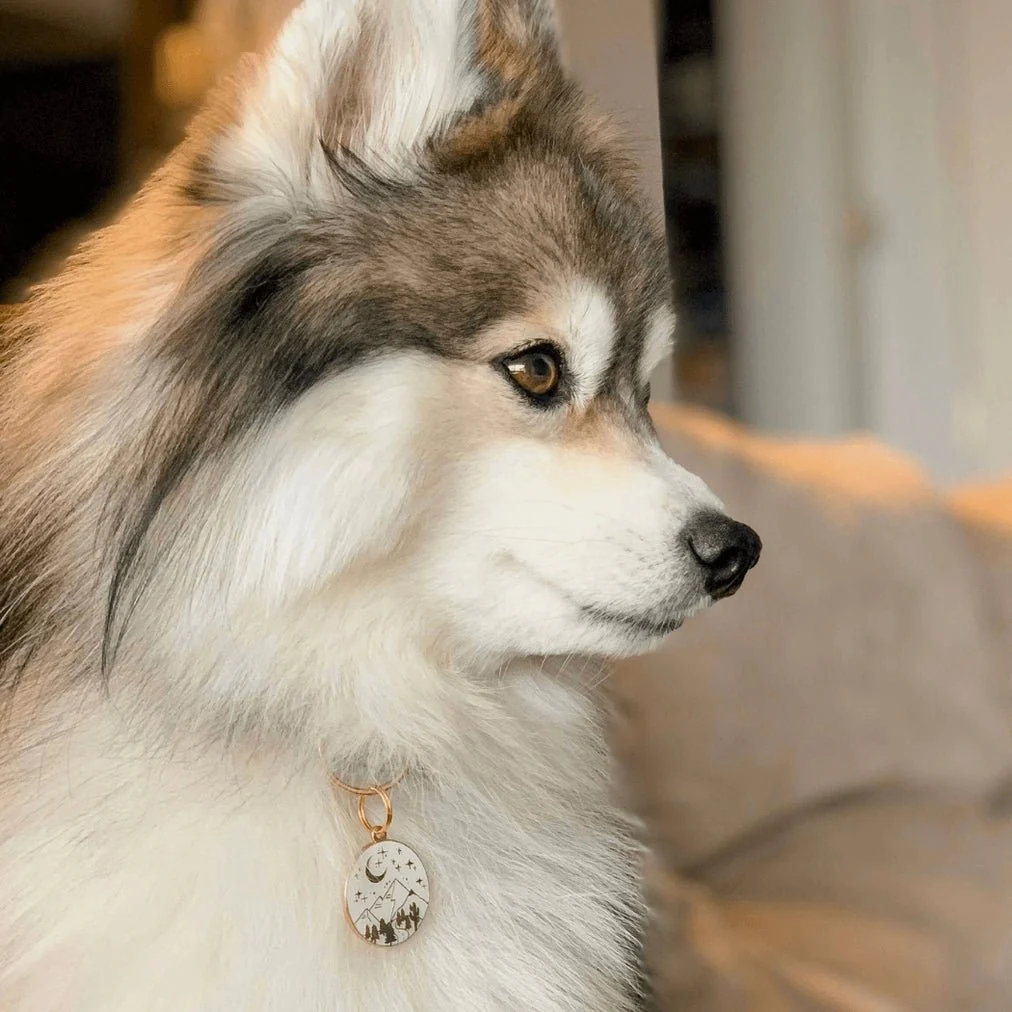 Wanderlust Pet ID Tag - Image 4