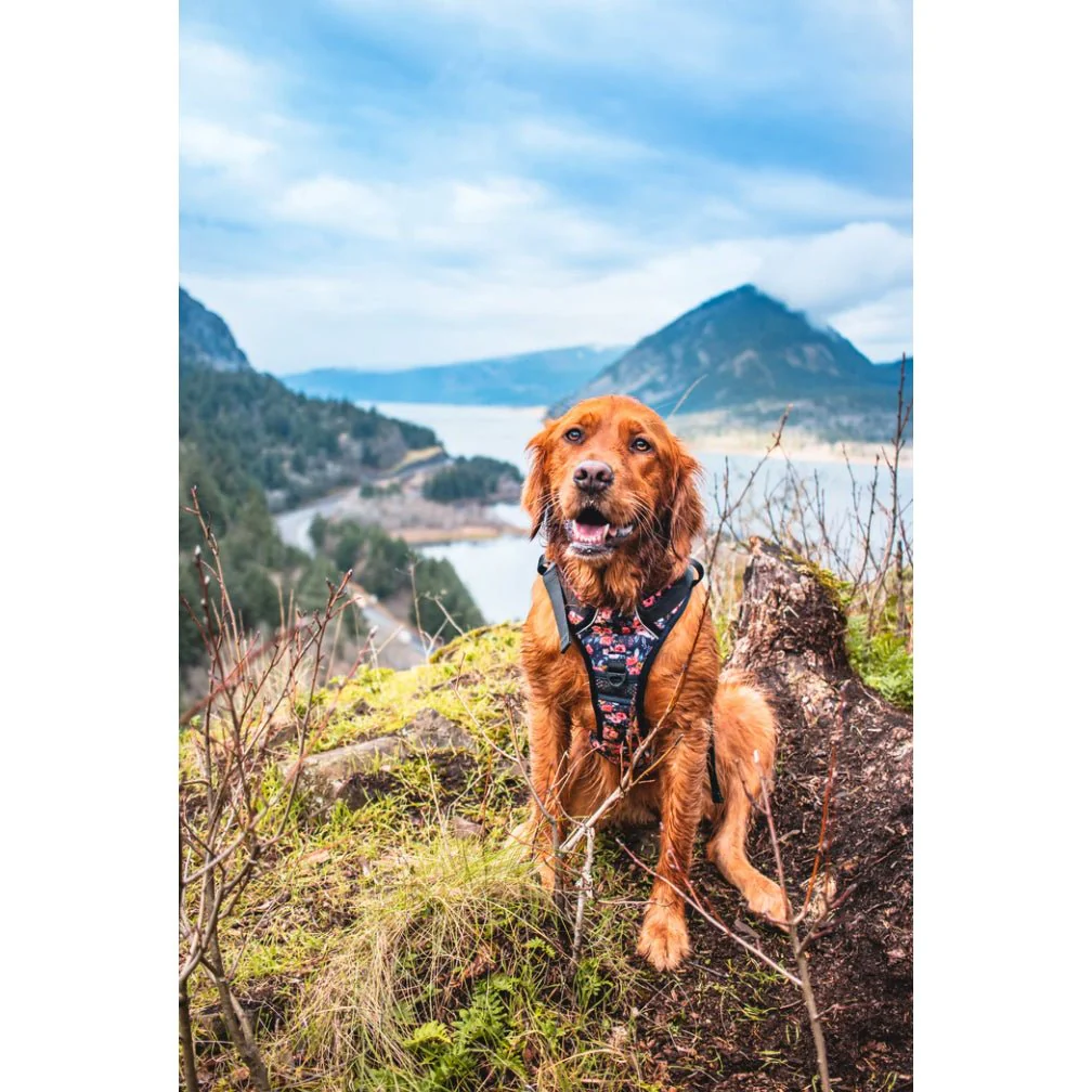 Wild Meadows Adventure Harness - Image 2
