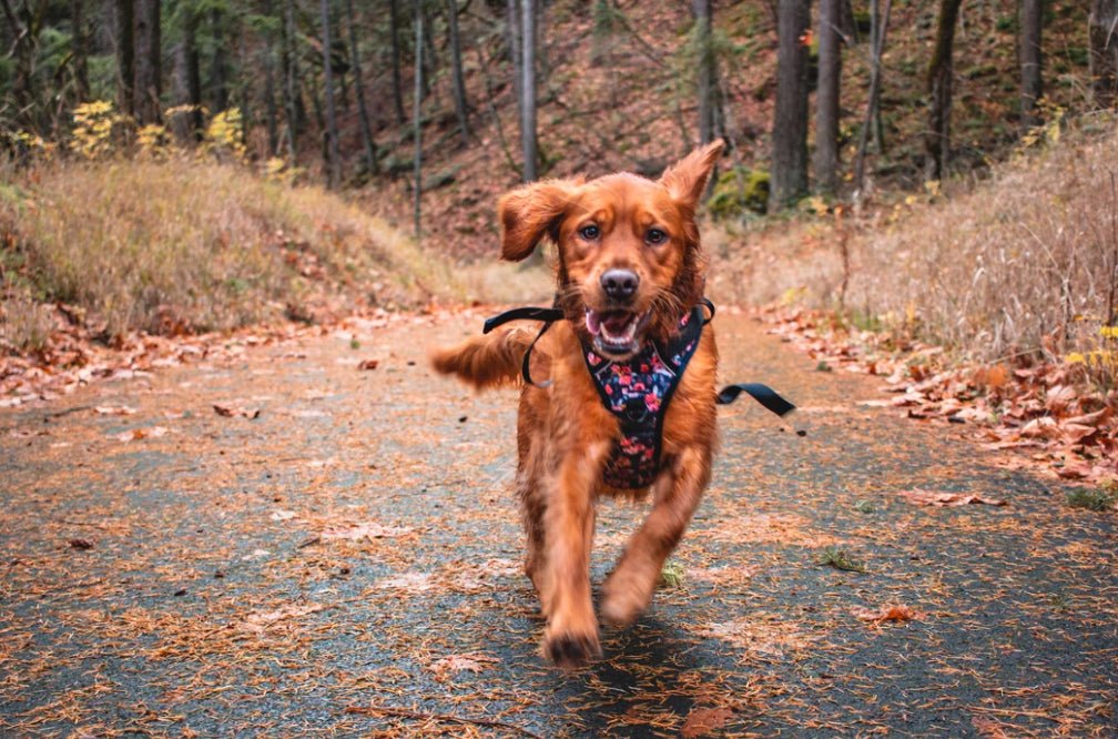 Wild Meadows Adventure Harness - Image 3